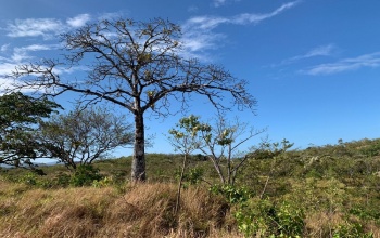 24 hectares in Santa Catalina area, Panama