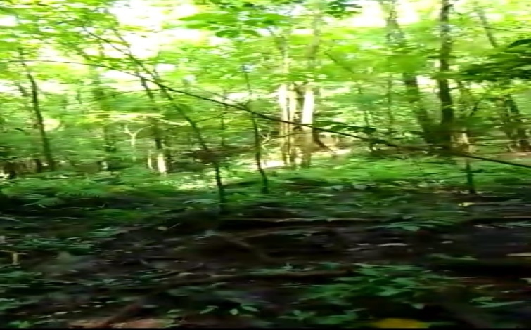 Arenas, Veraguas, ,Land,For Sale,1064