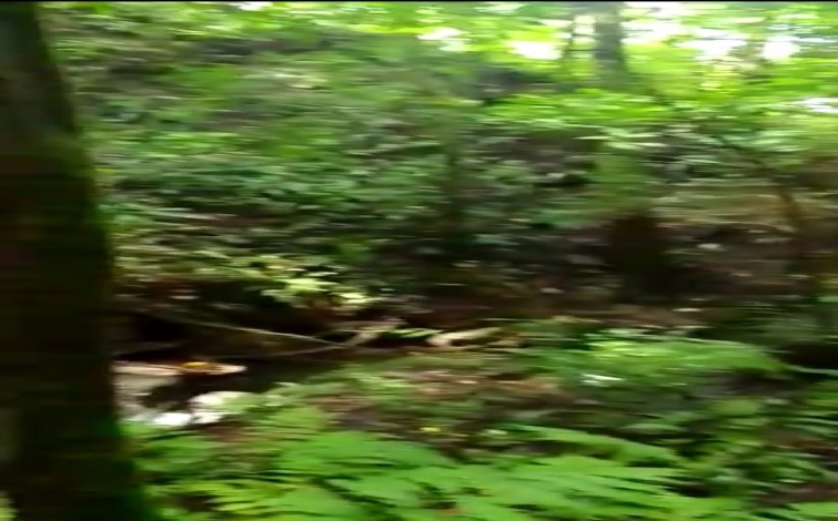 Arenas, Veraguas, ,Land,For Sale,1064